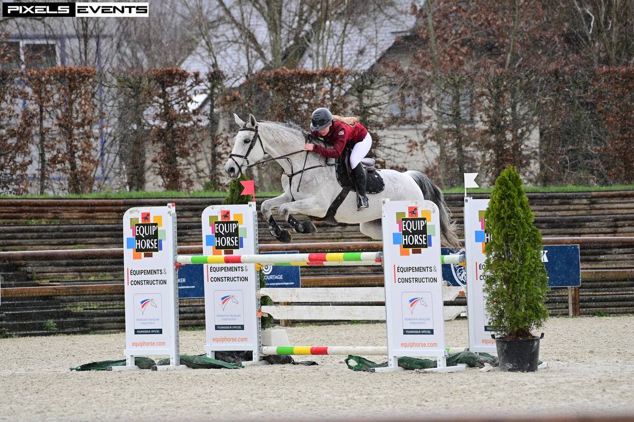 Cheval selle Fran&ccedil;ais 