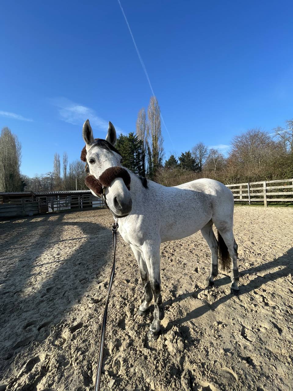 Cheval selle Fran&ccedil;ais 