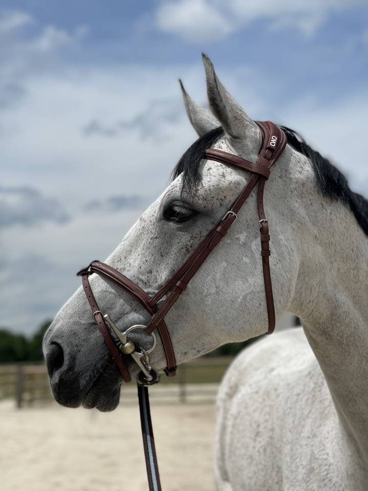 Cheval selle Fran&ccedil;ais 