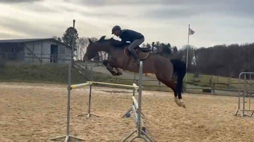 Jeune cheval 6 ans