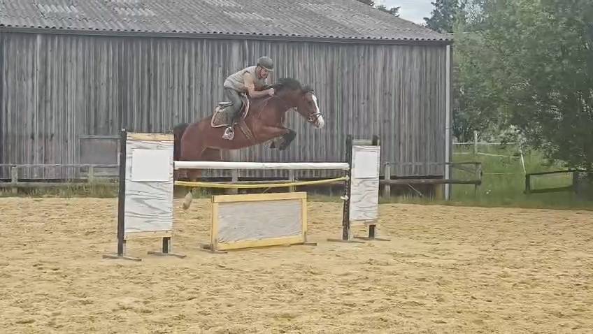 Jeune cheval 6 ans