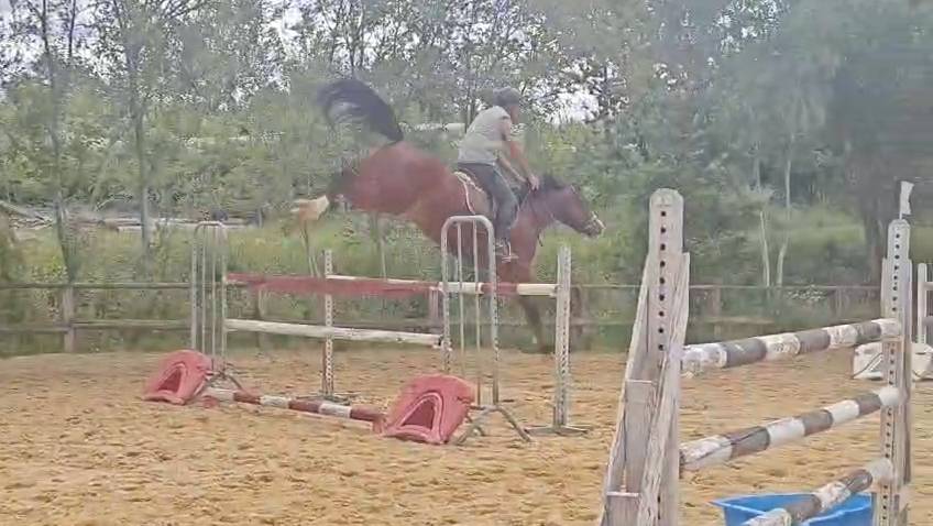 Jeune cheval 6 ans