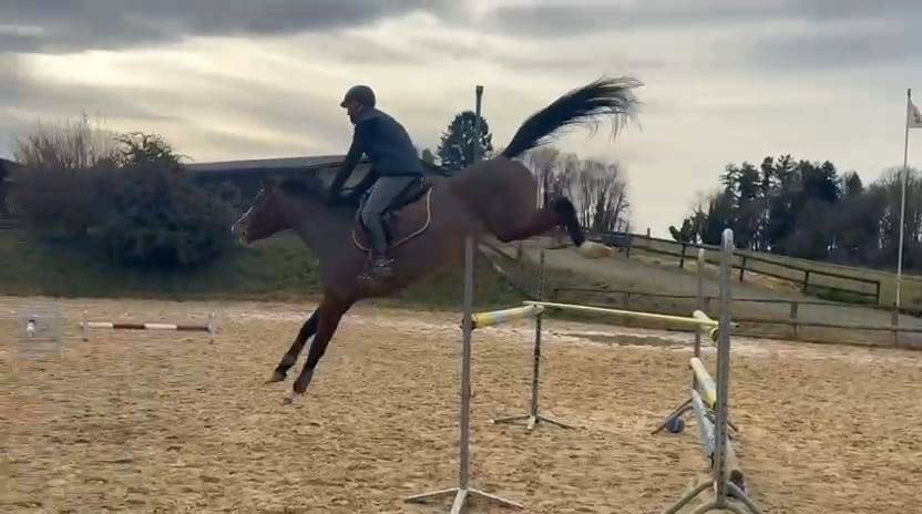 Jeune cheval 6 ans