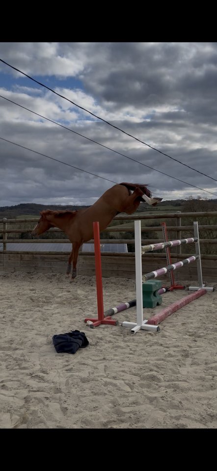 Jument cso