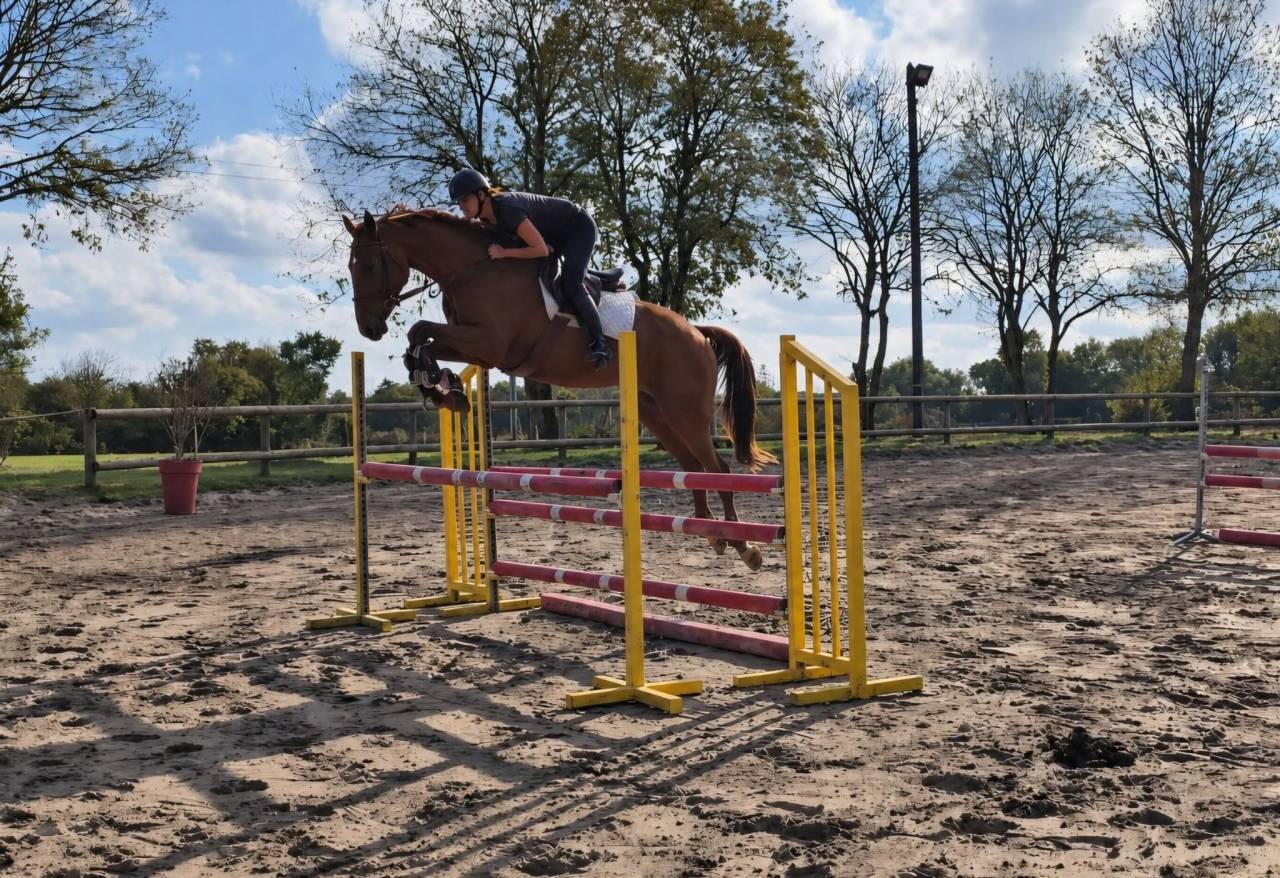 Top cheval de 5ans