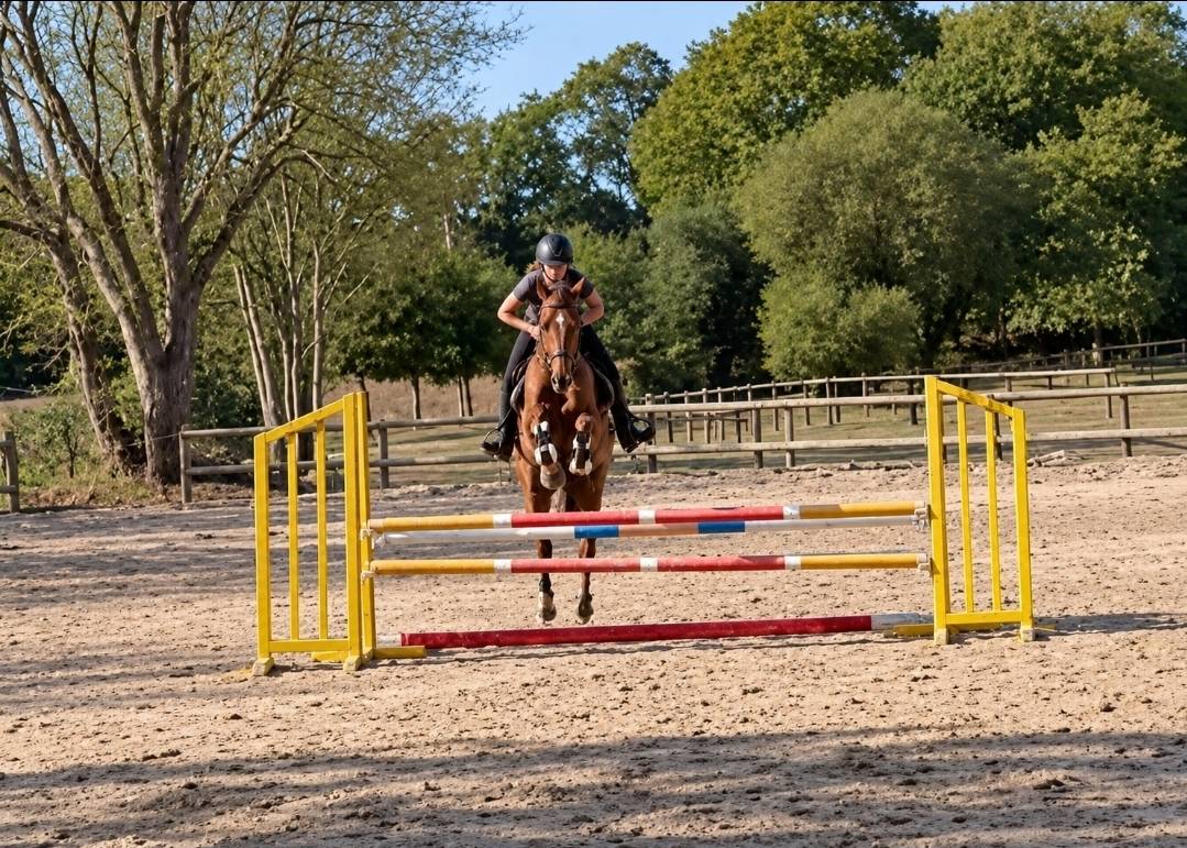 Top cheval de 5ans