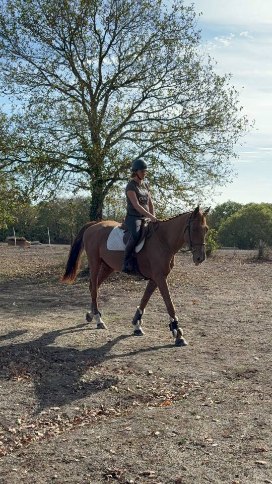 Top cheval de 5ans
