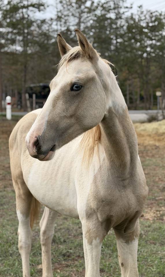 Poney male pie palomino 