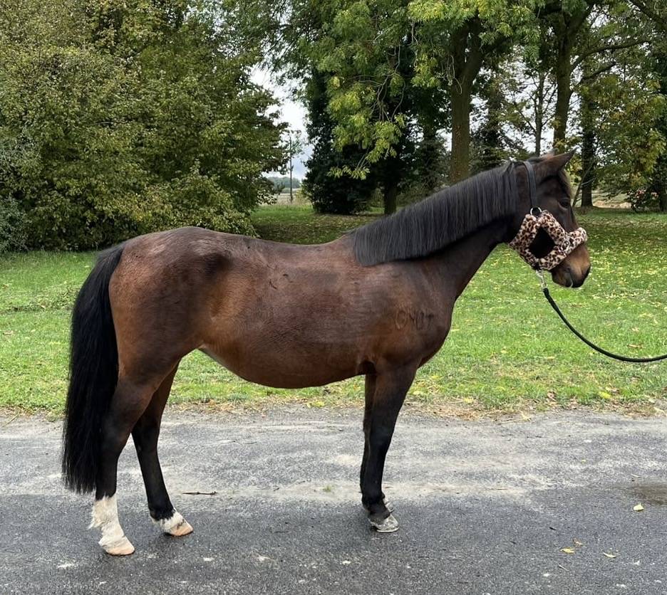 Super ponette club / loisir