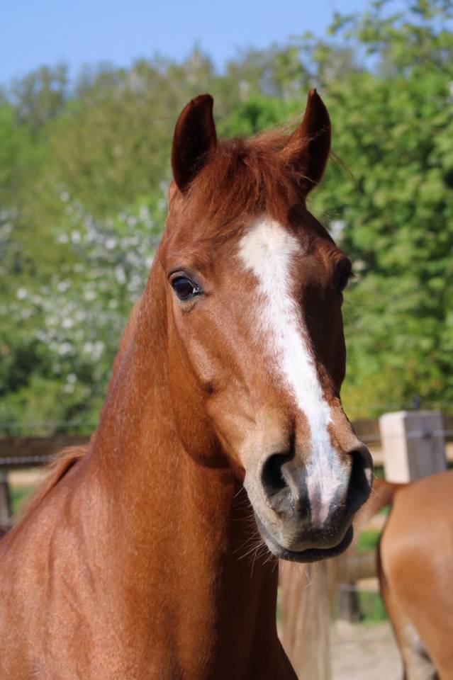 &Agrave; vendre petit cheval de 15 ans 
