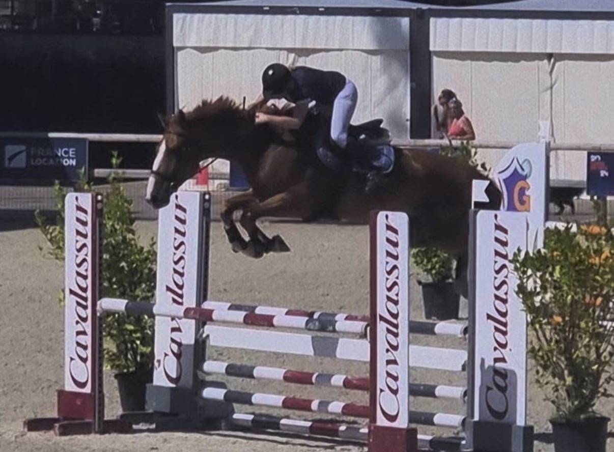 Hongre 6ans SF