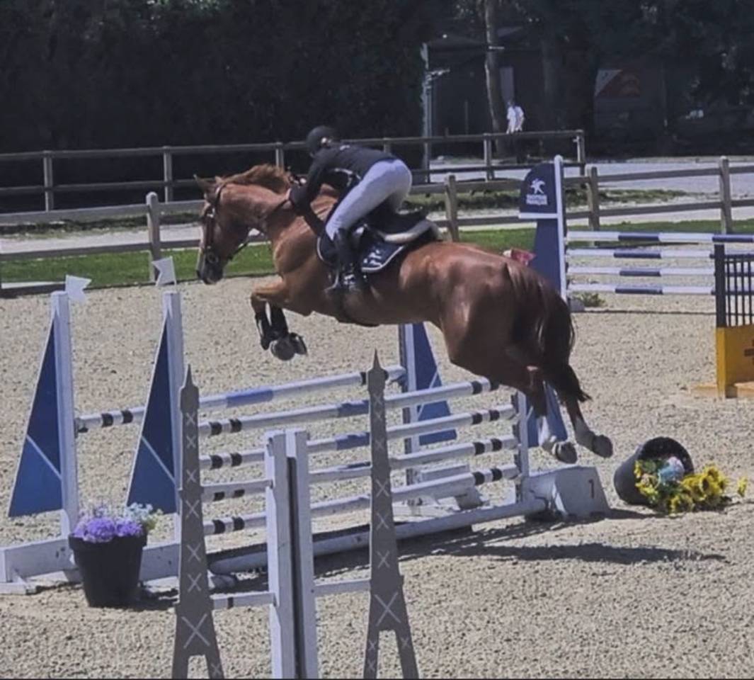 Hongre 6ans SF