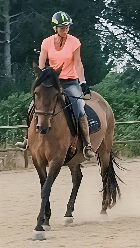 PRE hongre 4 ans 