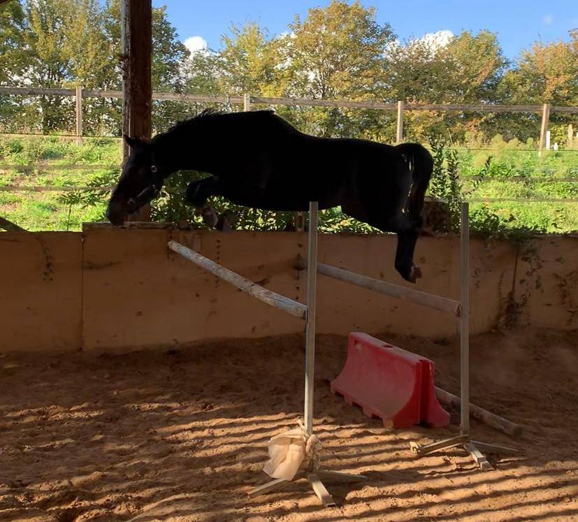 &Agrave; VENDRE &ndash; Jument Selle Fran&ccedil;ais de 3 ans