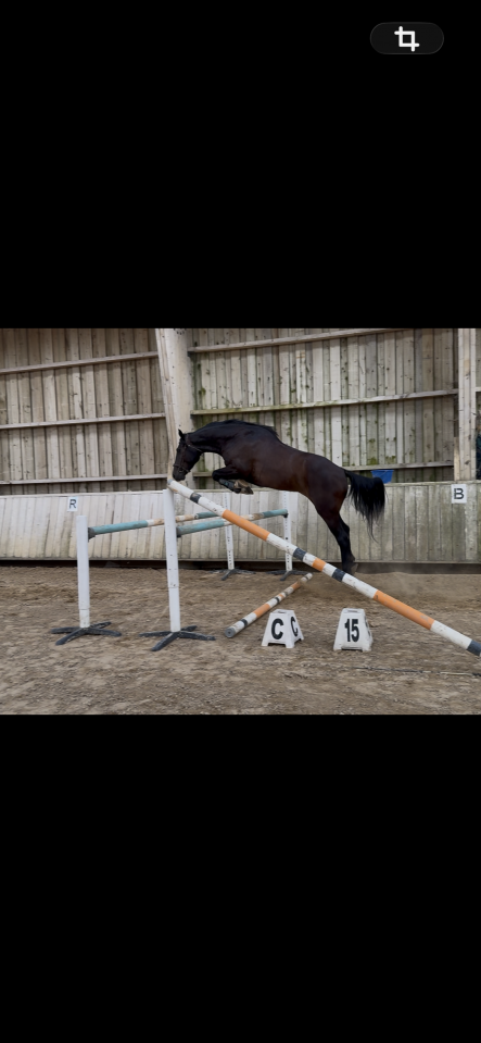 Cheval de 4 ans 