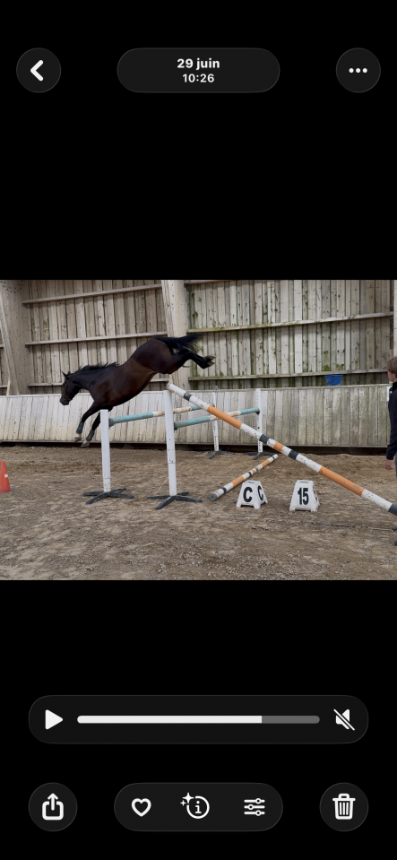 Cheval de 4 ans 