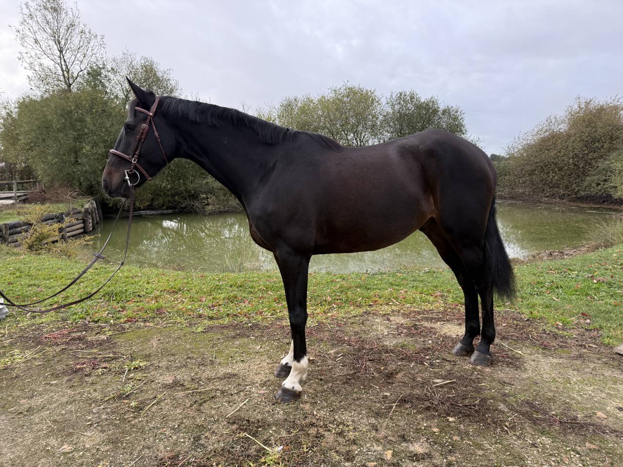 Cheval de 4 ans 