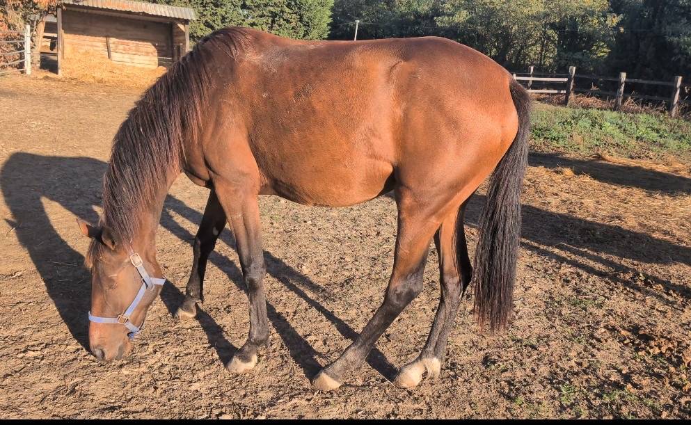 Pouliche de 2 ans trotteuse 
