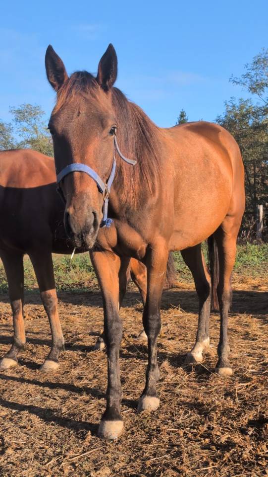 Pouliche de 2 ans trotteuse 