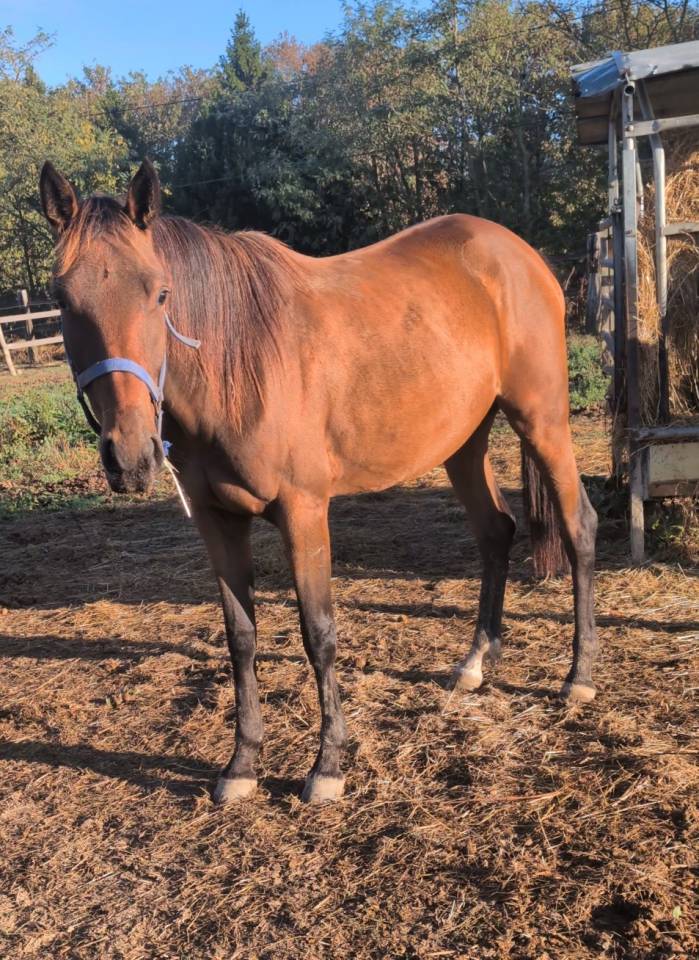Pouliche de 2 ans trotteuse 