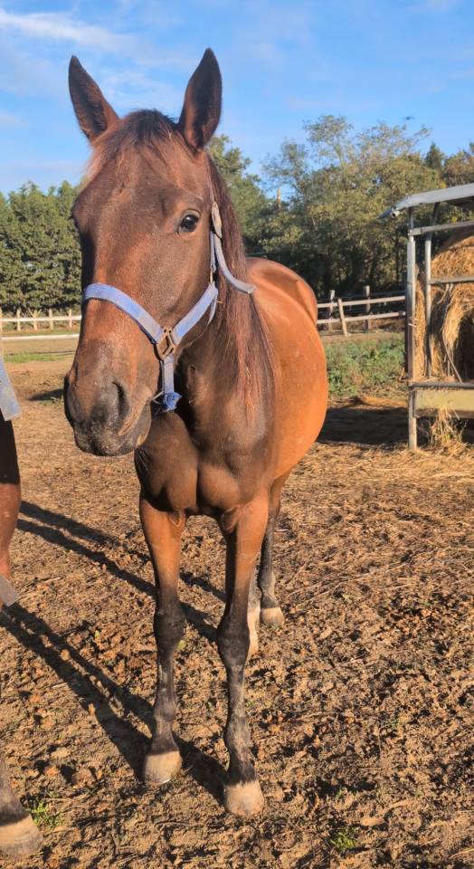 Pouliche de 2 ans trotteuse 