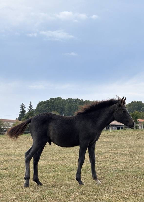 Poulain m&acirc;le OC gris sport ou loisirs 