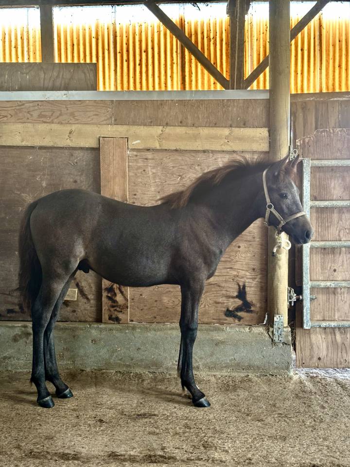 Poulain m&acirc;le OC gris sport ou loisirs 