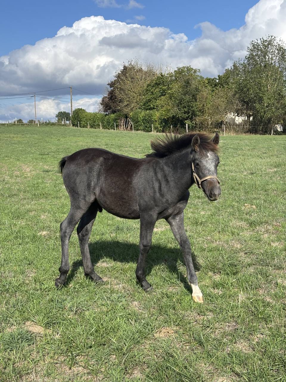 Poulain m&acirc;le OC gris sport ou loisirs 