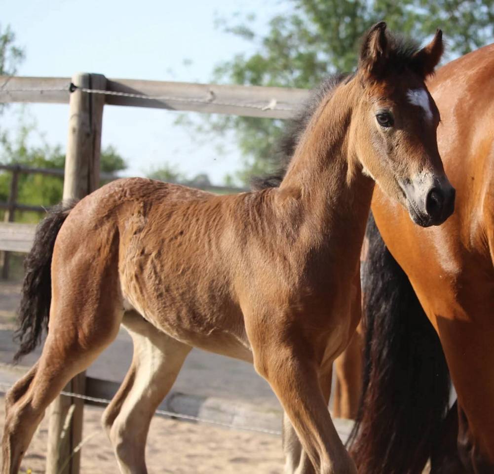 Poulain PFS par Very star kerveyer