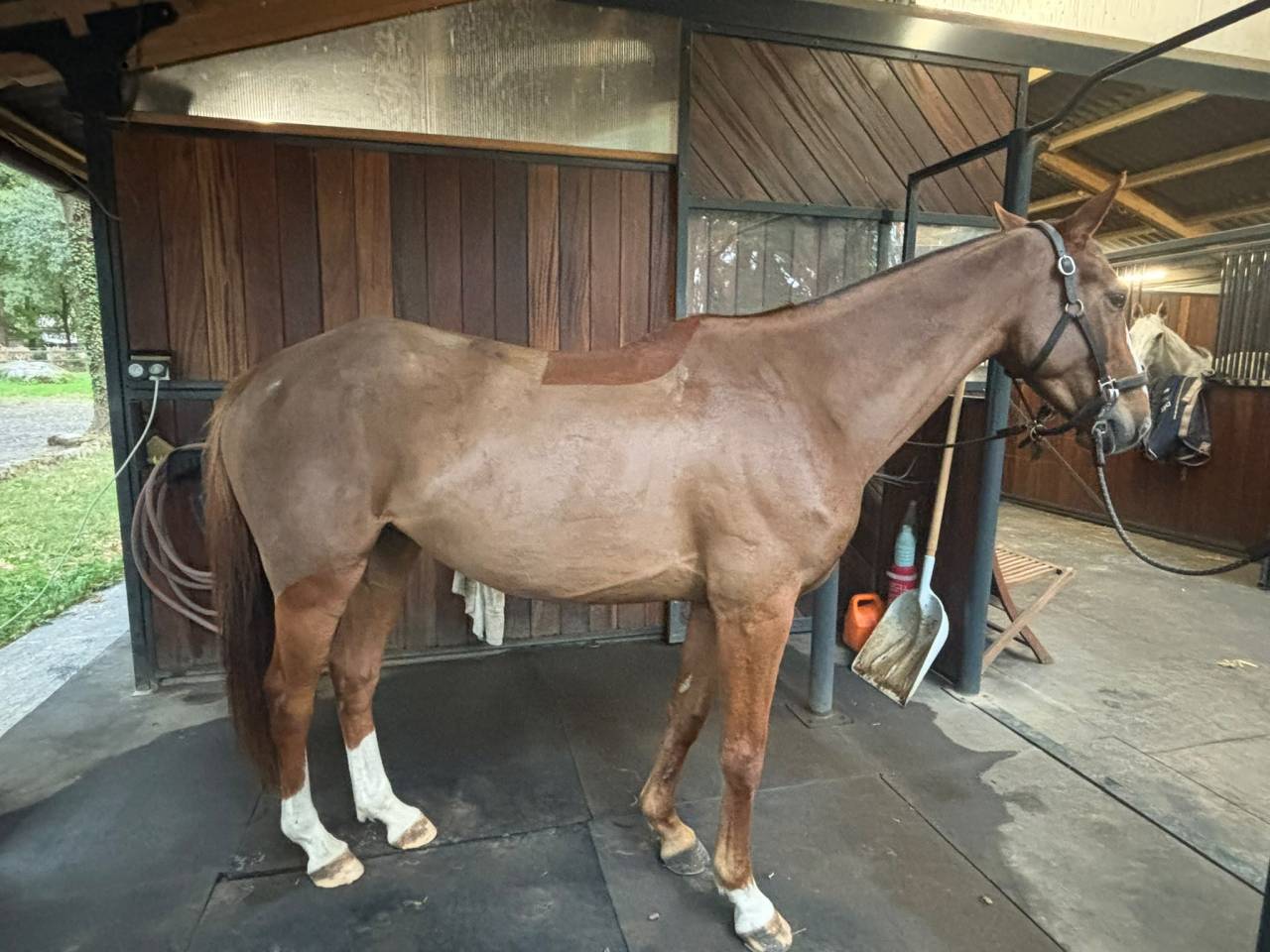 Adorable Hongre 5 ans 1.50 m alezan 