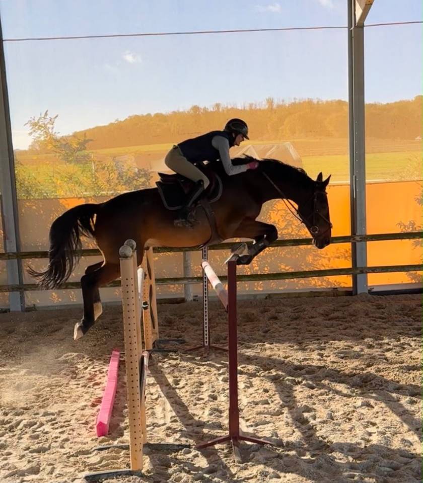 Cheval 8 ans bon moyen 