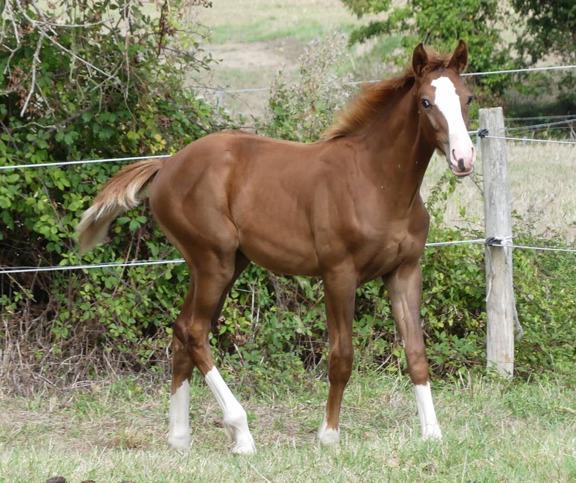 Foal SFO