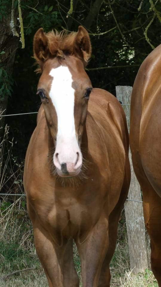 Foal SFO