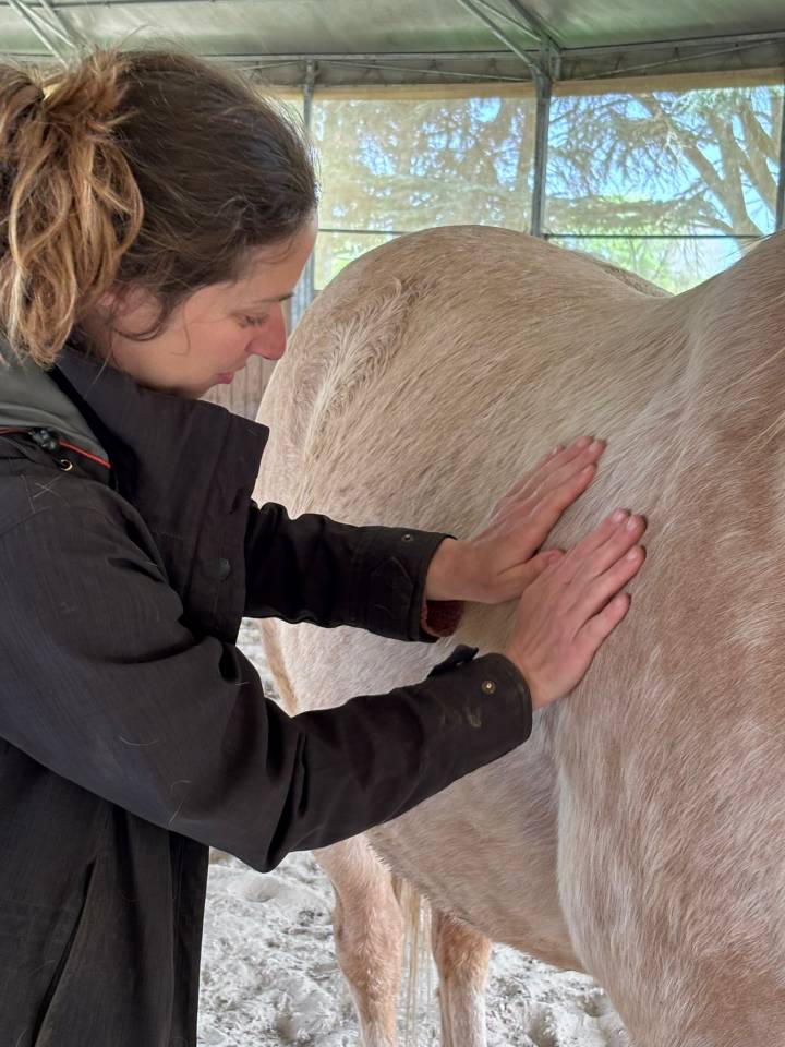Massage / physioth&eacute;rapie &eacute;quine