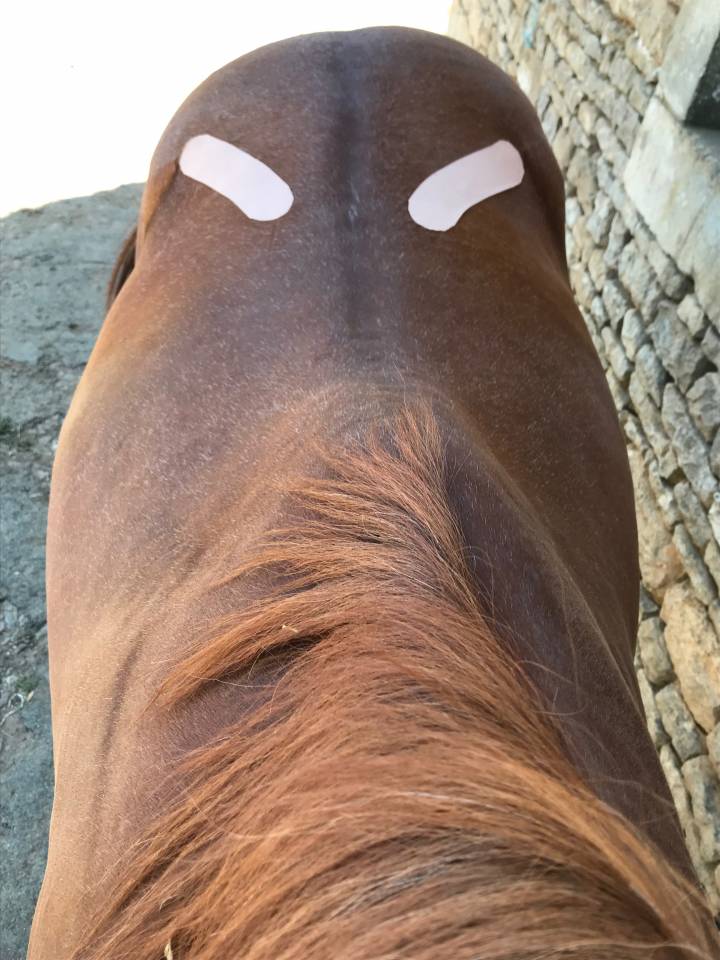 Massage / physioth&eacute;rapie &eacute;quine