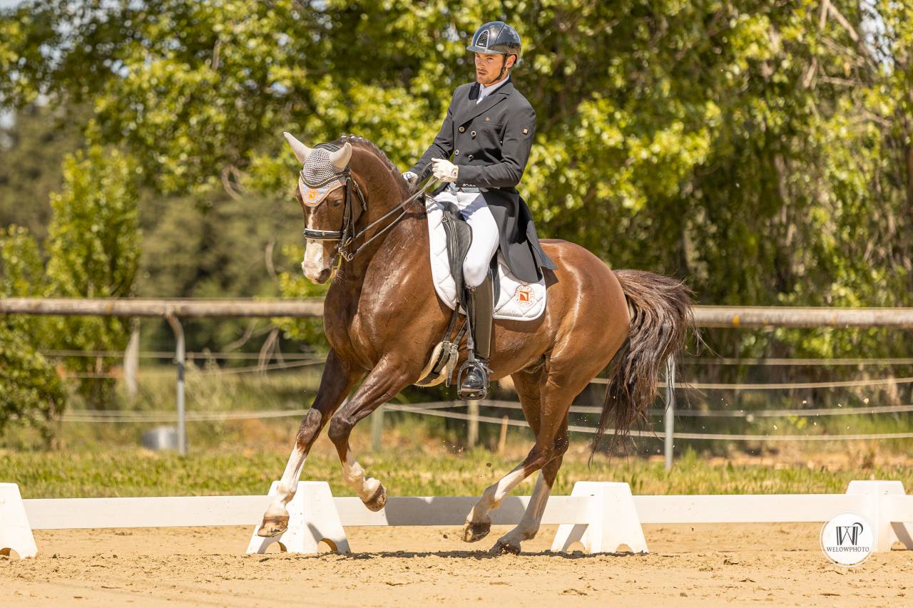 Ma&icirc;tre d&rsquo;&eacute;cole Cheval de dressage d&rsquo;exception 