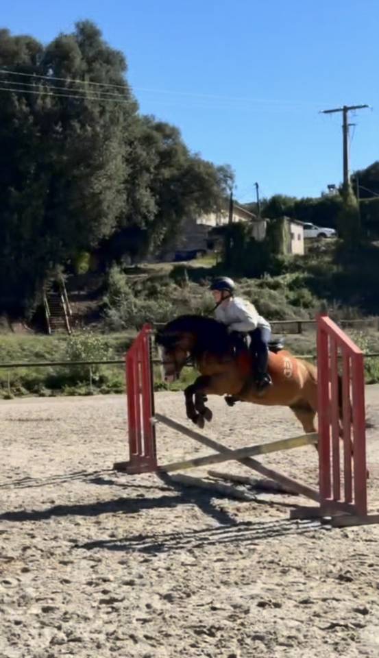 poney &agrave; louer ou &agrave; vendre