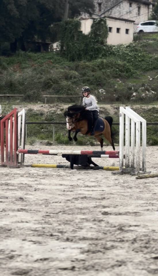 poney &agrave; louer ou &agrave; vendre