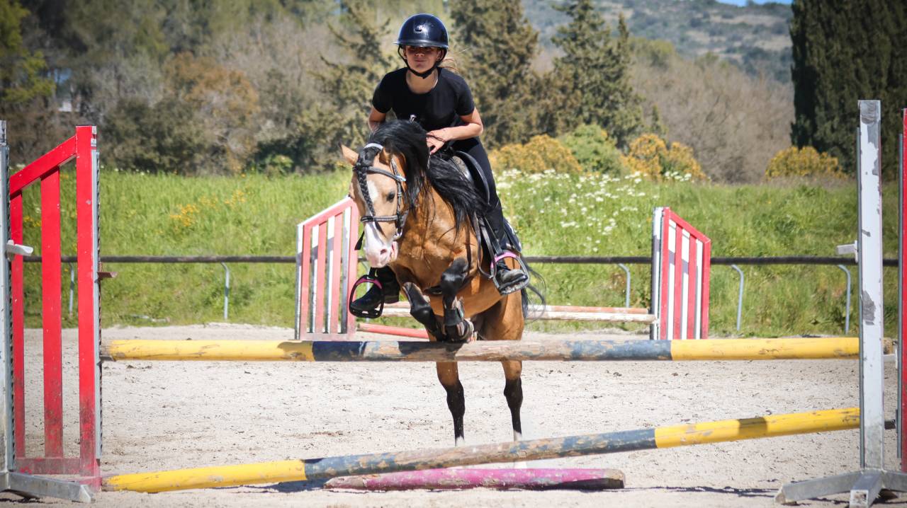 poney &agrave; louer ou &agrave; vendre