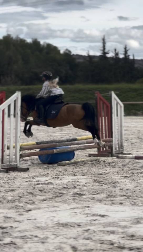 poney &agrave; louer ou &agrave; vendre