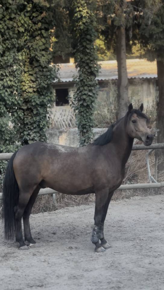 Poney &agrave; louer ou &agrave; vendre 