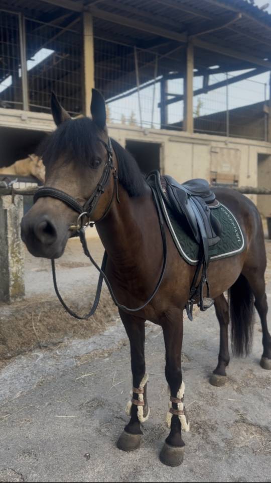 Poney &agrave; louer ou &agrave; vendre 