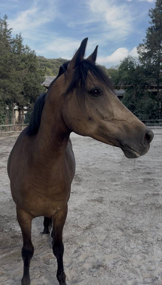 Poney &agrave; louer ou &agrave; vendre 