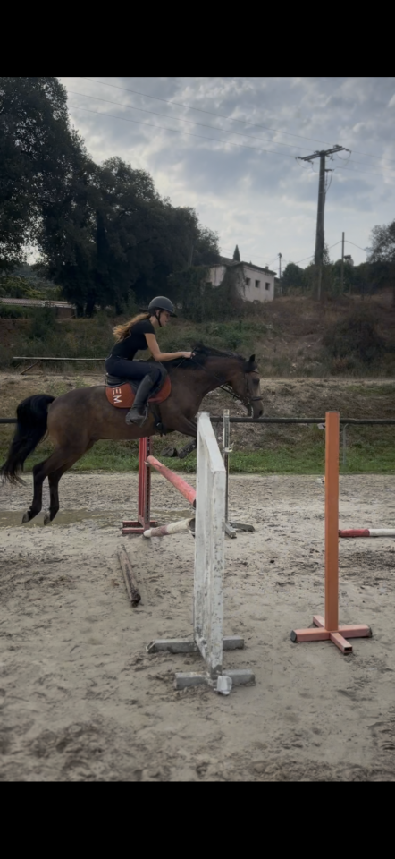 Poney &agrave; louer ou &agrave; vendre 
