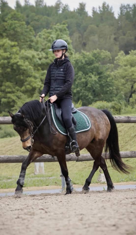 Poney &agrave; louer ou &agrave; vendre 