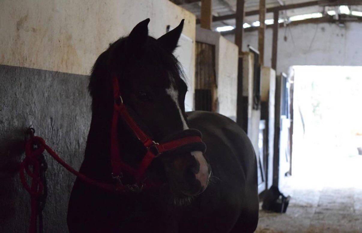 Poney &agrave; louer ou &agrave; vendre 