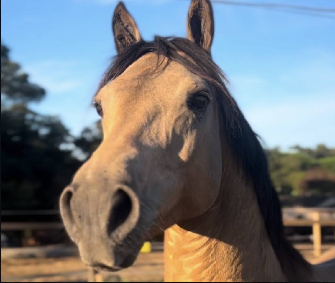 Poney &agrave; vendre ou louer 
