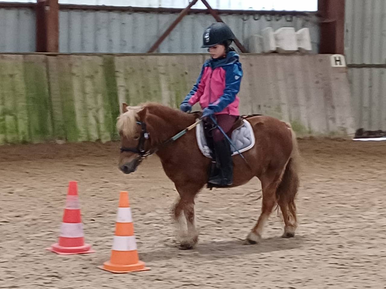 ponette shetland id&eacute;ale famille ou club