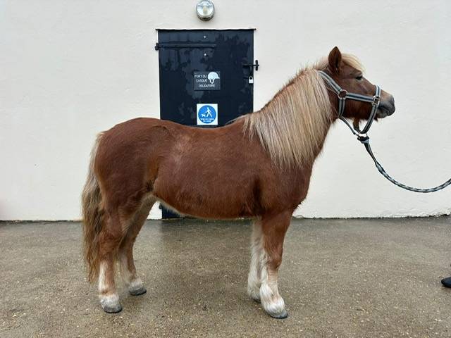 ponette shetland id&eacute;ale famille ou club