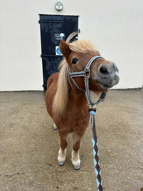 ponette shetland id&eacute;ale famille ou club